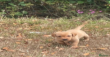 Labrador Retriever dogs - Advert 6