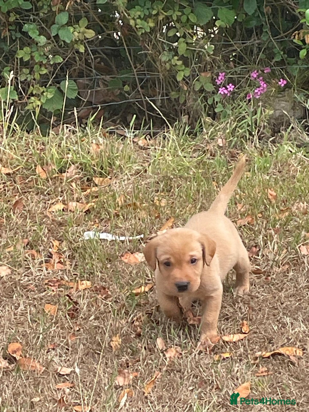 Labrador Retriever dogs for sale: Labrador Pups for sale in Fittleworth - Image 2