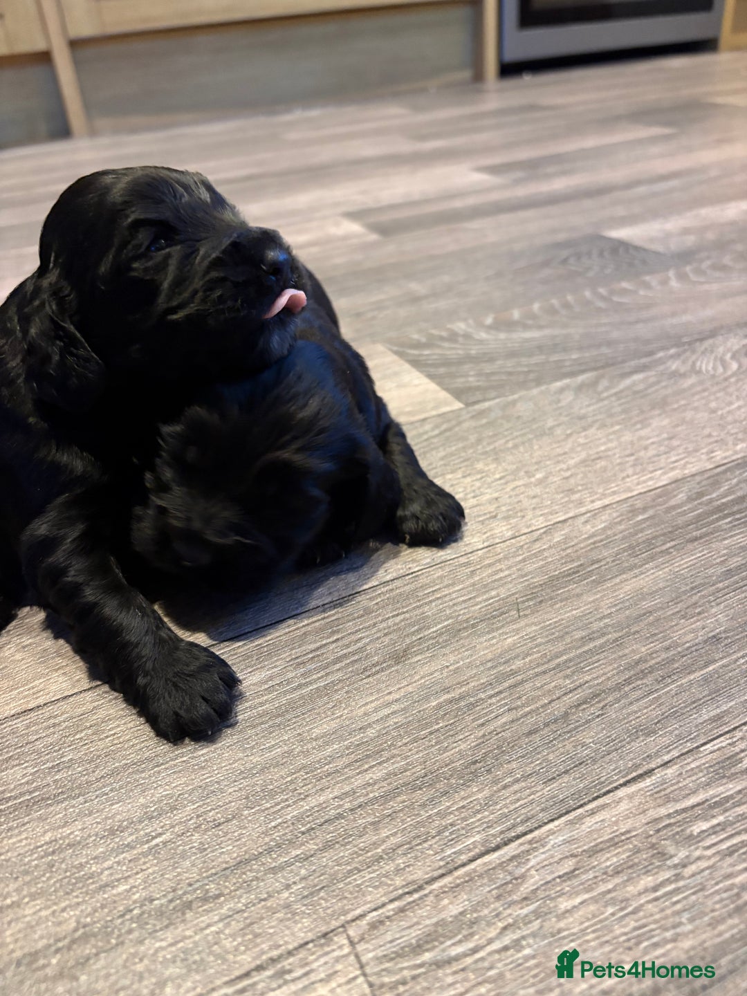 Cocker Spaniel dogs for sale: Beautiful show/working cocker spaniels 🐶🐾 - Advert 3