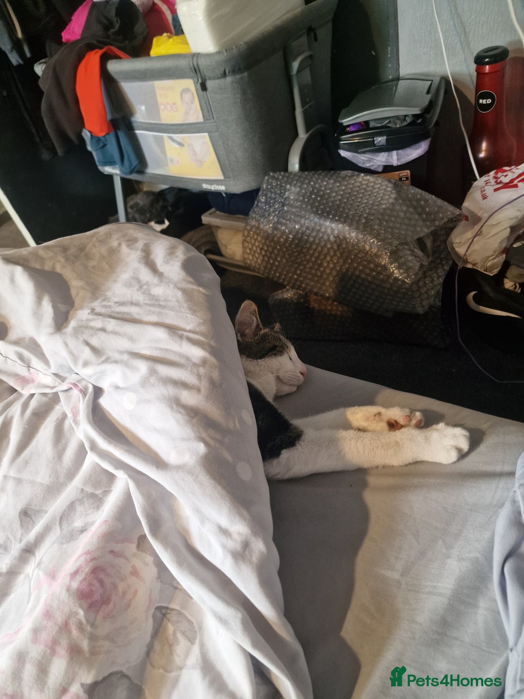 British Shorthair cats for sale: 1 year old cat  - Image 2