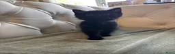 Mixed Breed cats for sale: Stunning and unique kittens - Advert 10