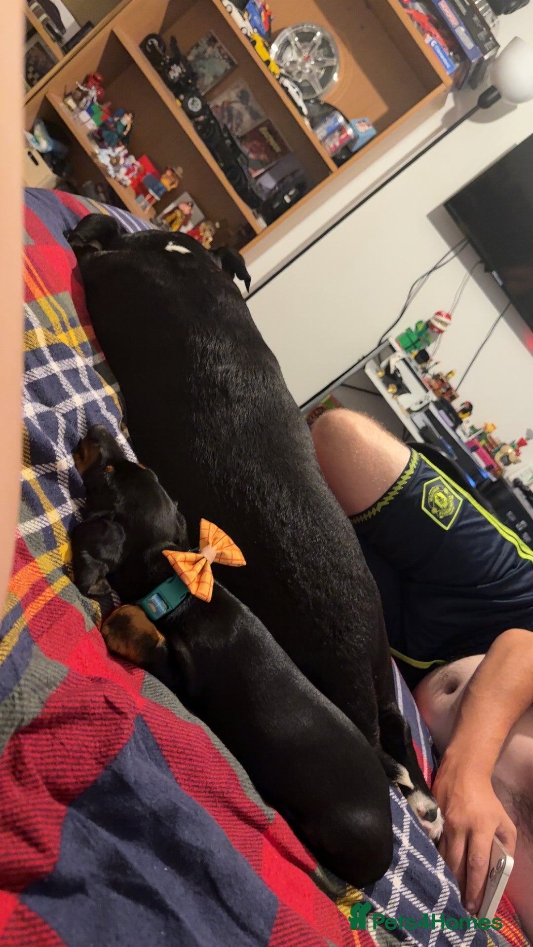 Dachshund dogs for sale: 14 week old male dachshund  - Image 6
