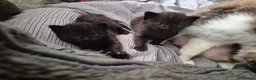 Mixed Breed cats for sale: 8 week old black half maine coone half tabby in Welwyn Garden City - Advert 19
