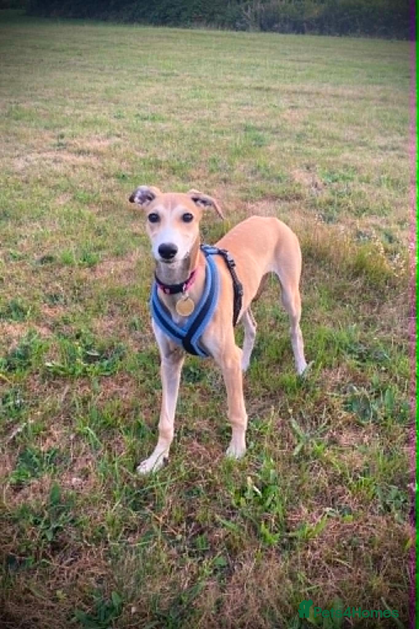 Mixed Breed dogs Sweet Aurora 5 months old - Advert 1