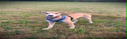 Mixed Breed dogs for adoption: Sweet Aurora 5 months old in Usk - Advert 9
