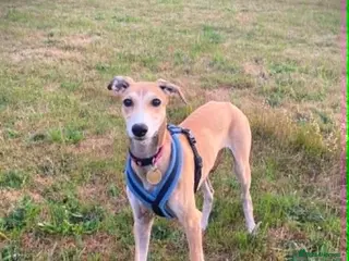 Mixed Breed dogs Sweet Aurora 5 months old - Advert 1