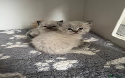 Ragdoll cats for sale: Stunning Blue Lynx & Blue Point Ragdoll Kittens  - Image 6
