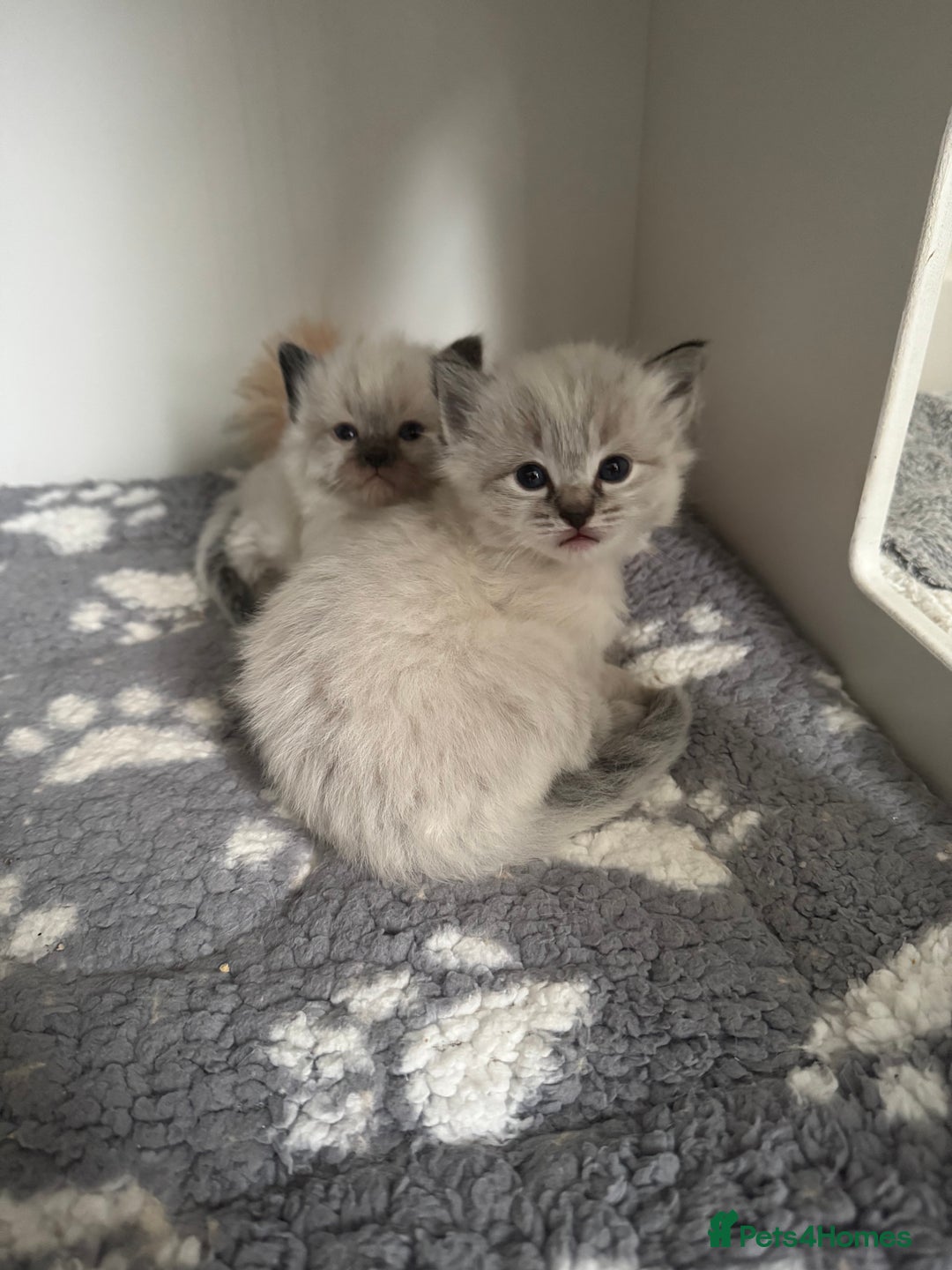 Ragdoll cats for sale: Stunning Blue Lynx & Blue Point Ragdoll Kittens  - Image 6