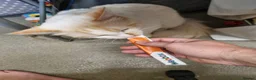 Ragdoll cats for sale: Flame point ragdoll boy  - Advert 5