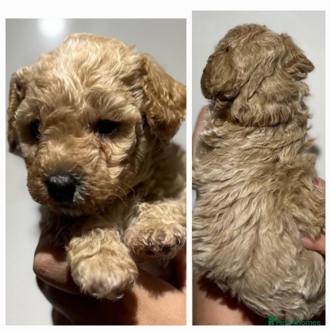 Maltipoo dogs for sale: Maltipoo  - Image 2