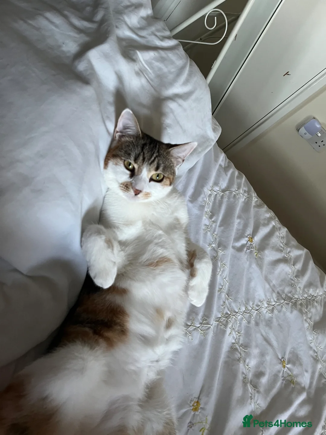 Mixed Breed cats for sale: Beautiful girl needs a loving home  in Oldham - Advert 4
