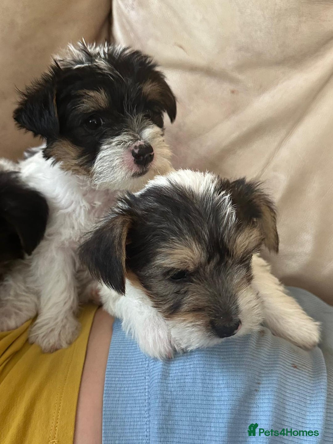 Mixed Breed dogs for sale: Jackawawa pups - Image 20