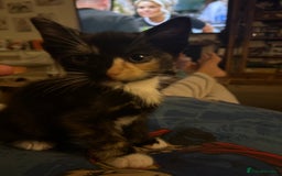 Mixed Breed cats for sale: 3 beautiful playful kittens  - Image 3
