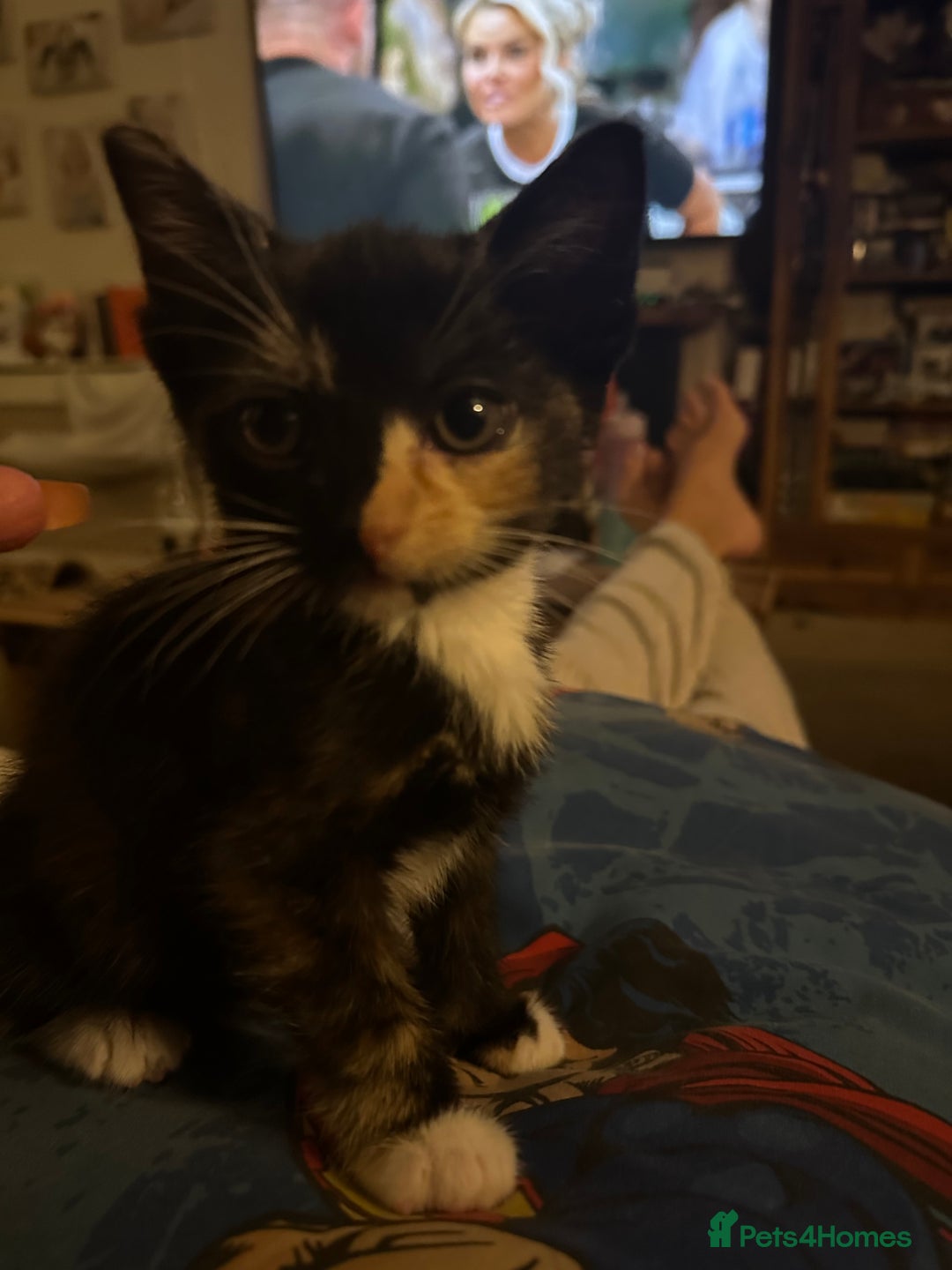 Mixed Breed cats for sale: 3 beautiful playful kittens  - Image 3