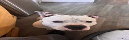 American Bull Staffy dogs for sale: Esko the pocket bully  - Advert 2