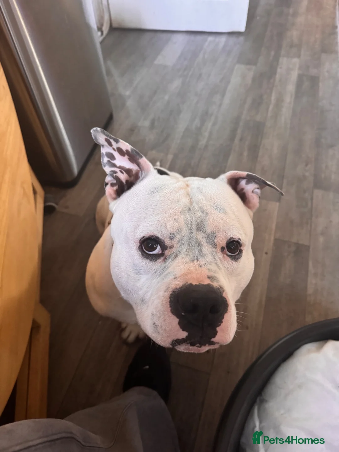 American Bull Staffy dogs for sale: Esko the pocket bully  - Advert 2