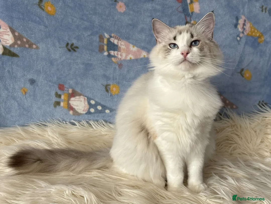 Ragdoll cats for sale: Two Sister TICA Registered Female Ragdoll - Advert 10