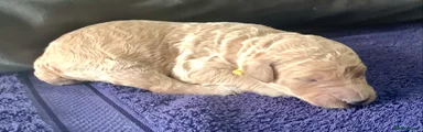 Standard Poodle 7 Apricot with yellow collar