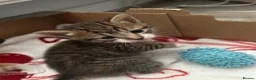 Mixed Breed cats for sale: 3 Adorable Kittens - Advert 14