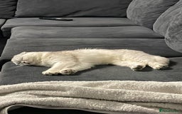Scottish Fold cats for sale: Adorable Scottish Fold Female folded ears - Image 3