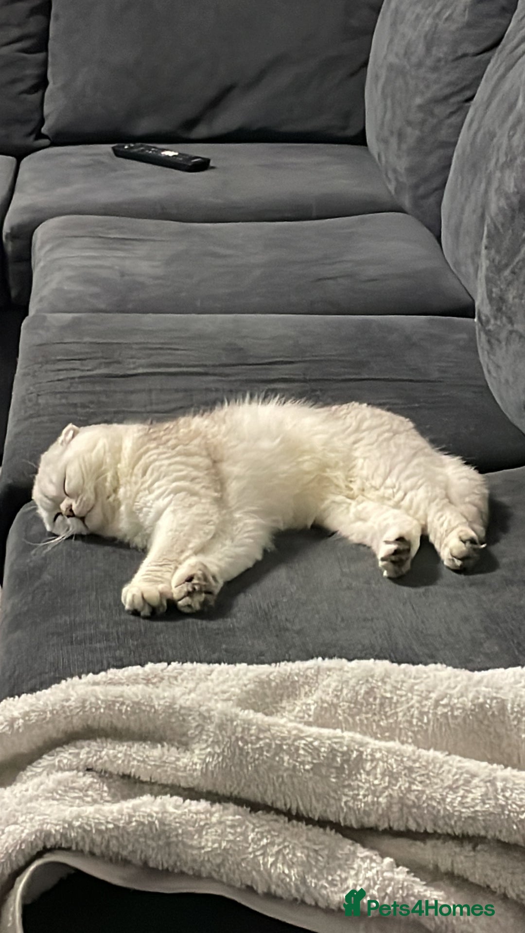 Scottish Fold cats for sale: Adorable Scottish Fold Female folded ears - Image 3