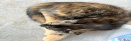 Mixed Breed cats for sale: Two Gorgeous Tortoiseshell girl kittens - Advert 8