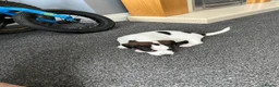 Jack Russell dogs for sale: Jack Russel puppies  - Advert 9