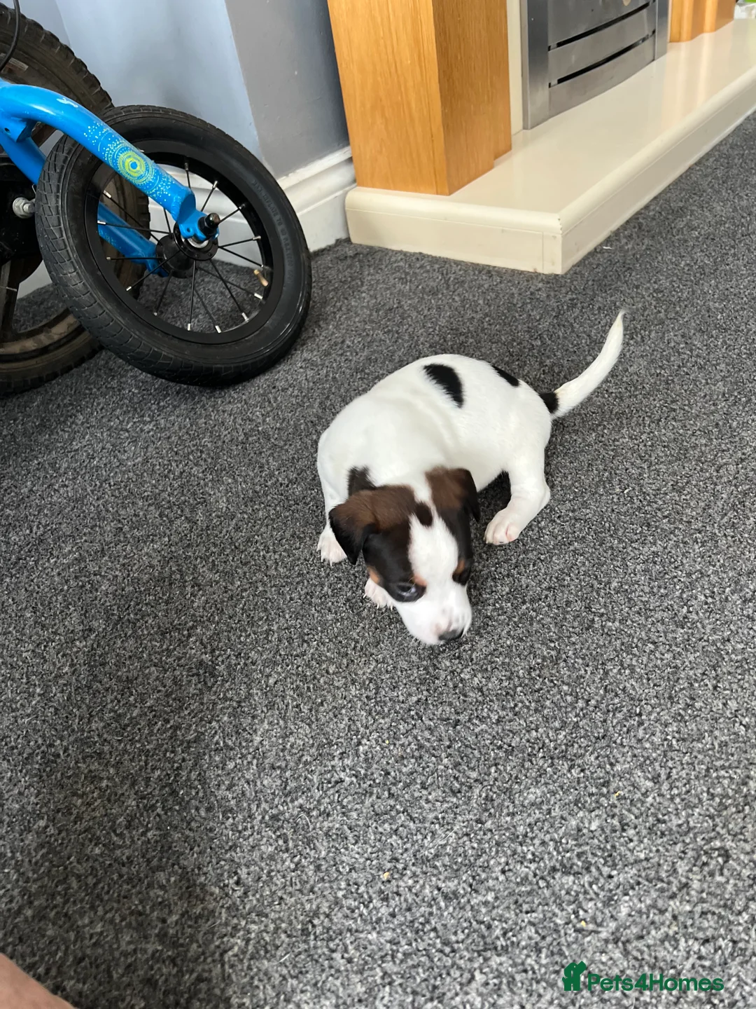 Jack Russell dogs for sale: Jack Russel puppies  - Advert 9