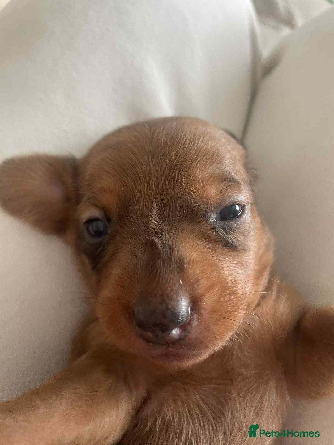 Dachshund dogs for sale: Dachshund tweenies for sale - Image 30