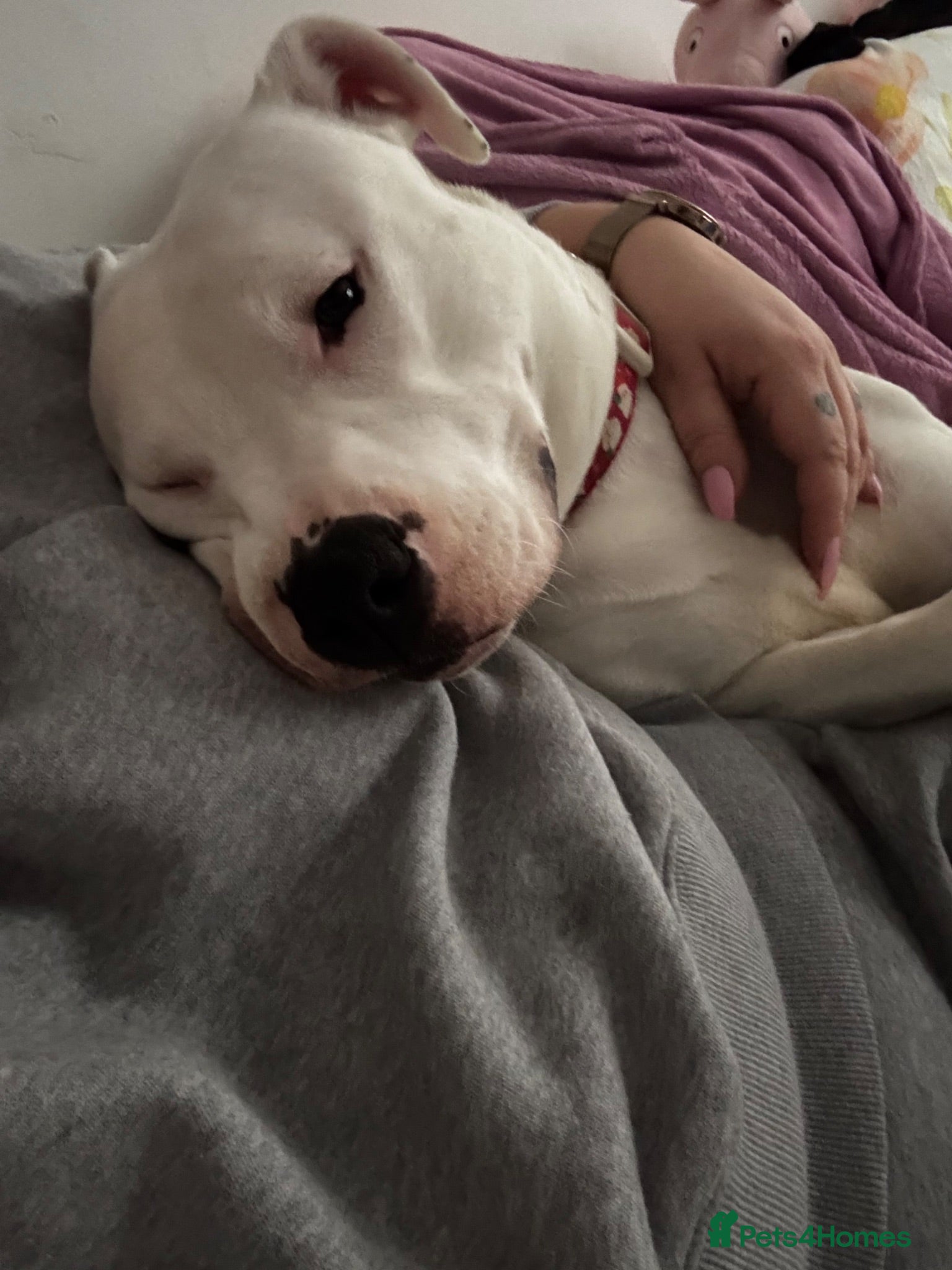 Mixed Breed dogs Snowy - Advert 3