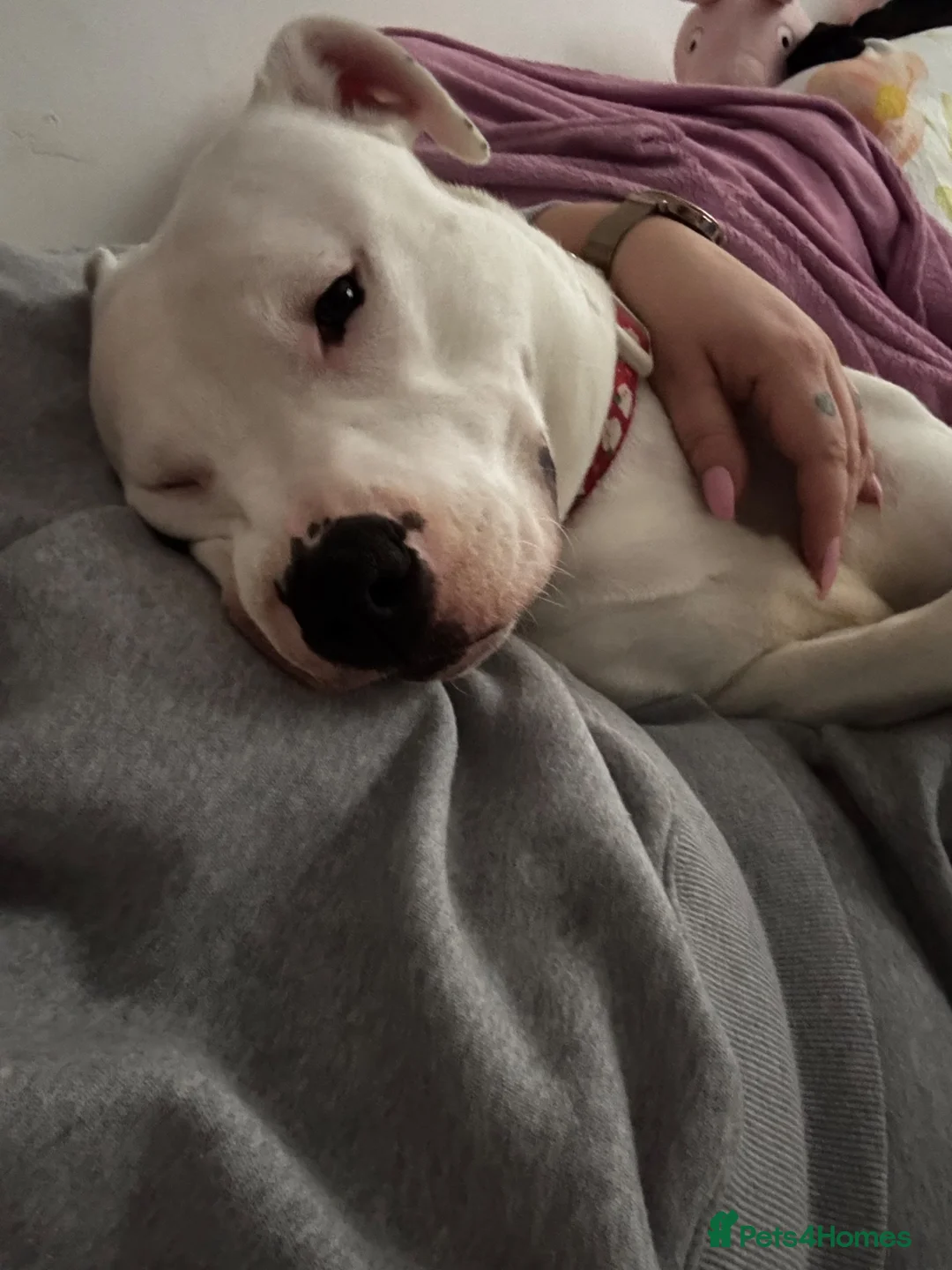 Mixed Breed dogs for sale: Snowy - Advert 1