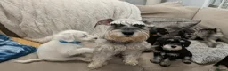 Miniature Schnauzer dogs for sale: Miniature schnauzer puppies  in Cowbridge - Advert 19