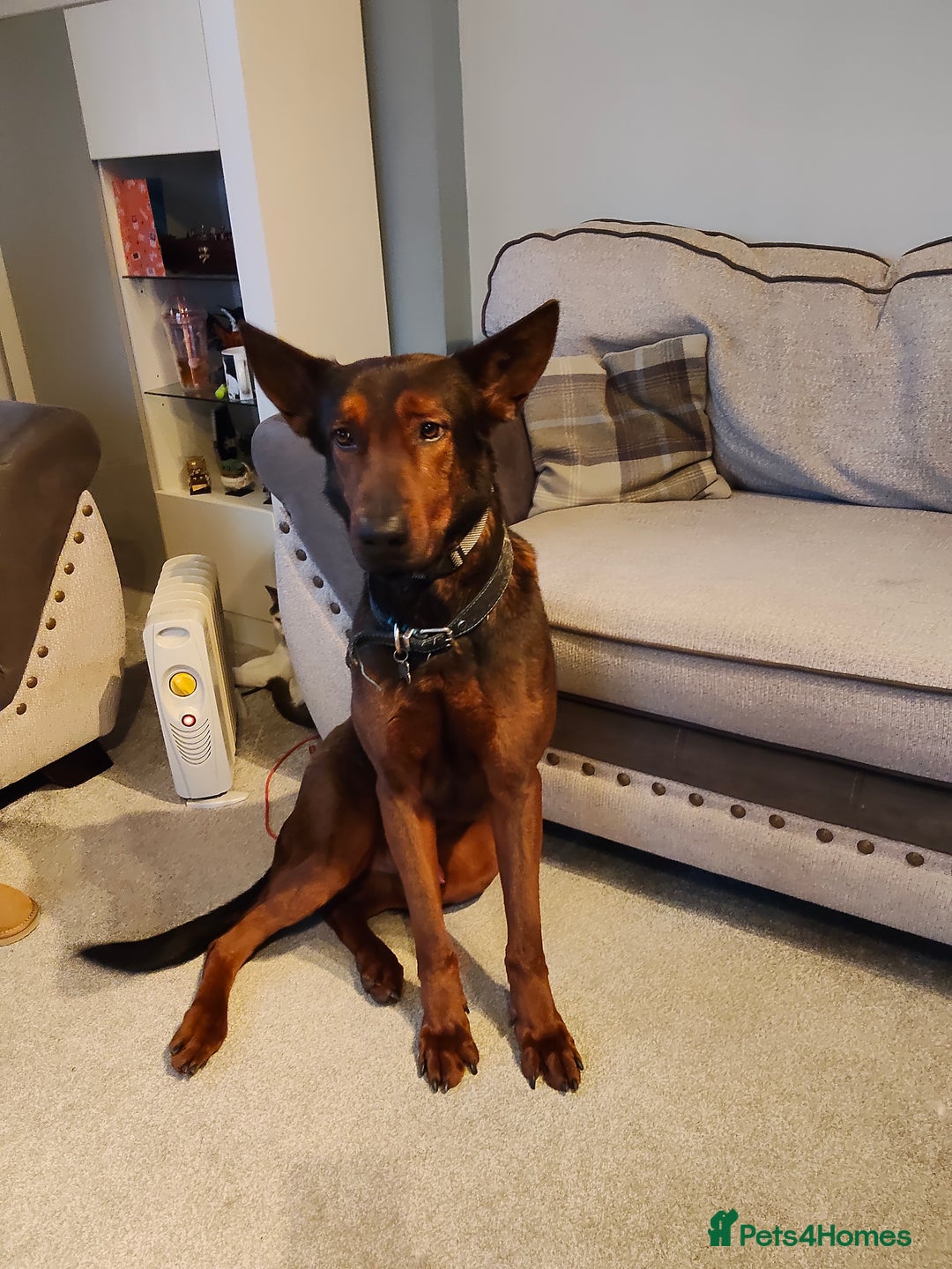 Chinese Red Dog dogs for sale: Looking for a new home. - Advert 1