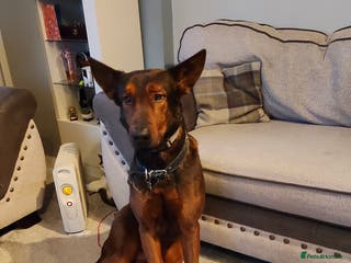 Chinese Red Dog dogs Looking for a new home. - Advert 2