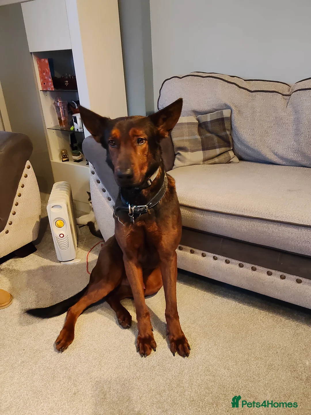 Chinese Red Dog dogs for sale: Looking for a new home. - Advert 1