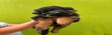 German Shepherd 4