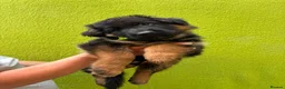 German Shepherd dogs for sale: German Shepherd puppies  - Advert 4