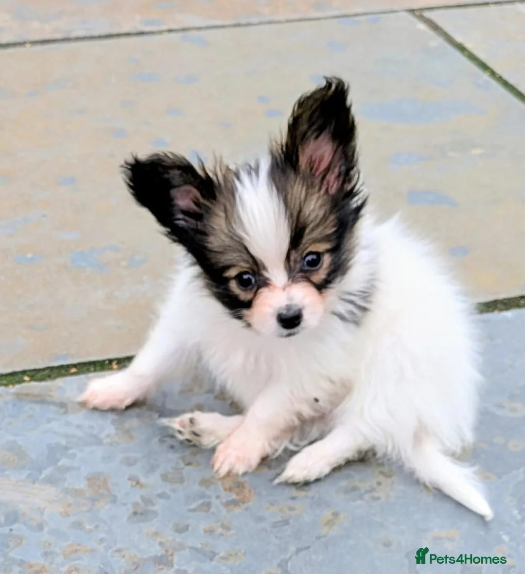 Papillon dogs for sale: KC Registered Papillon Boy - Advert 1
