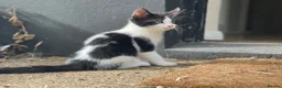 Domestic Shorthair cats for sale: Black and white kittens - Advert 5