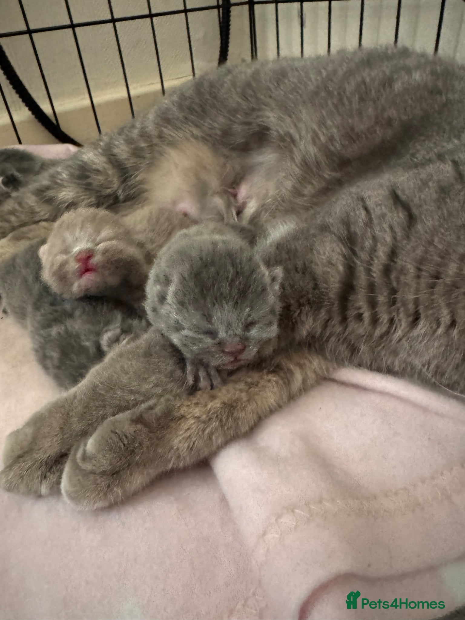 British Shorthair cats 5 Beautiful British Shorthair Kittens  - Advert 1