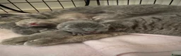 British Shorthair cats for sale: 5 Beautiful British Shorthair Kittens  - Advert 1