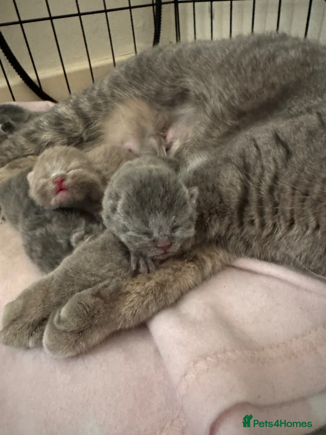 British Shorthair cats for sale: 5 Beautiful British Shorthair Kittens  - Advert 1
