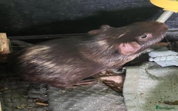 Guinea Pig rodents for sale: Beautiful boys - Image 2