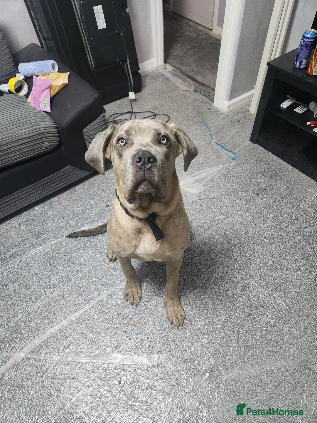 Cane Corso dogs for sale: European Cane Corso for Sale Birmingham in Birmingham - Advert 10