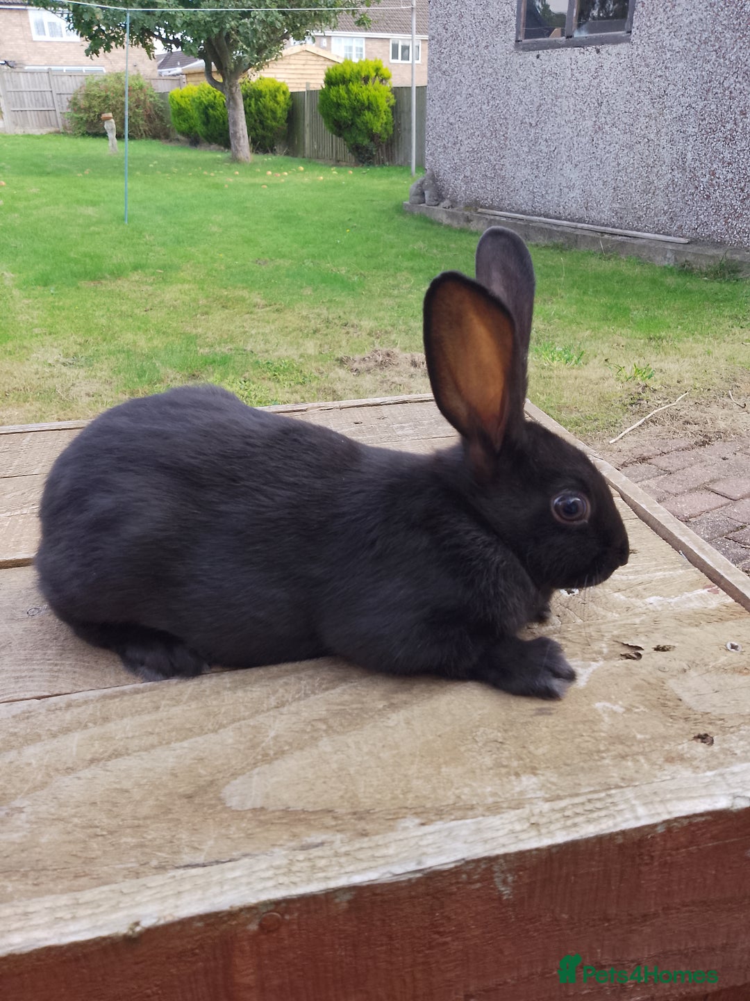 English Spot rabbits for sale: Baby English rabbits  - Image 6