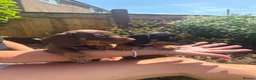 Miniature Dachshund dogs for sale: Beautiful Miniture Dachshund Babies - Advert 3