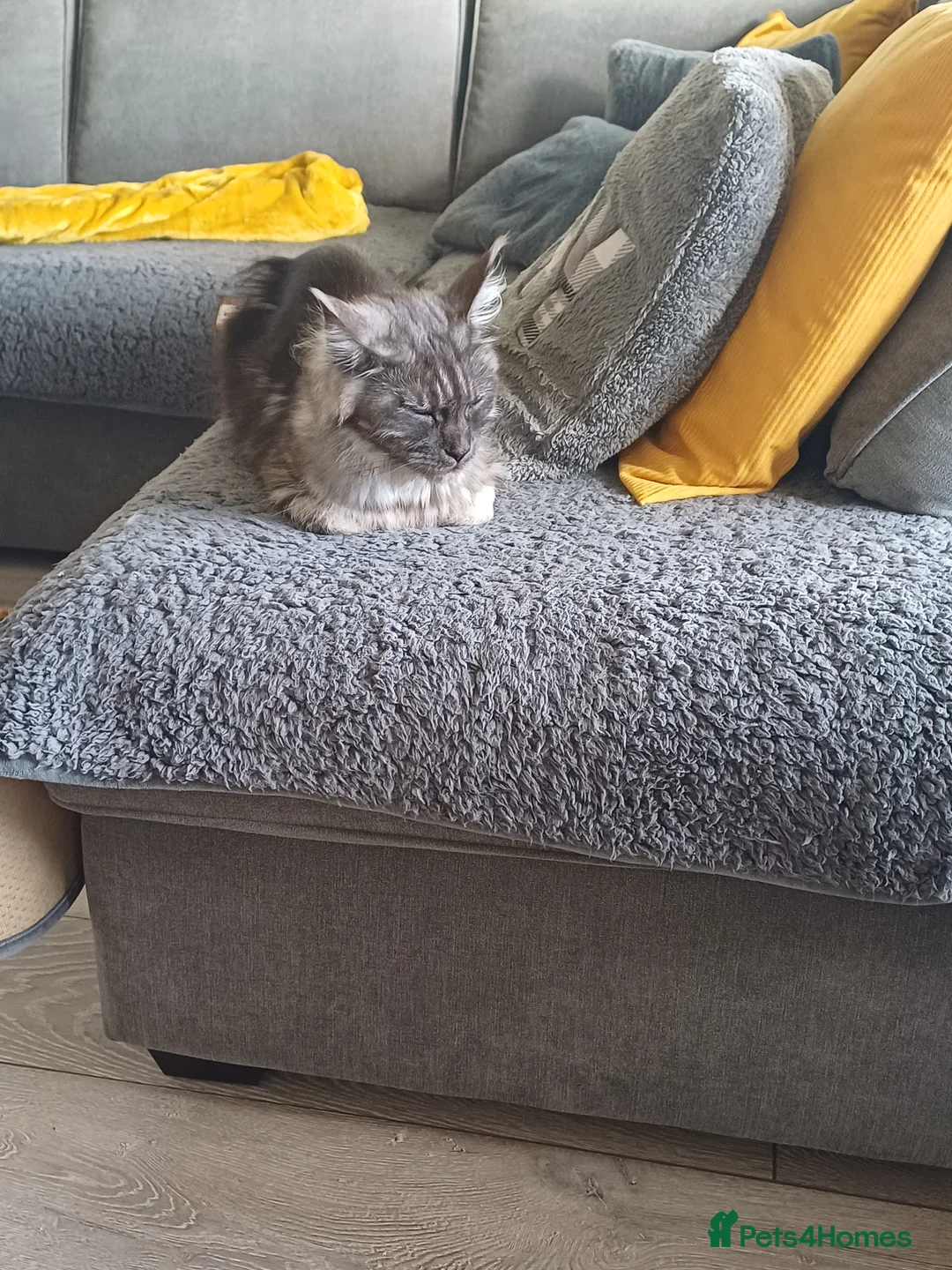 Maine Coon cats for sale: Maincoon  - Advert 2