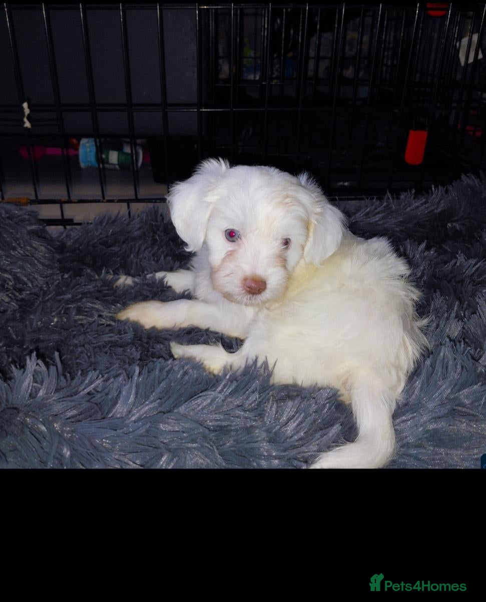 Mixed Breed dogs little poodle boy  - Advert 2
