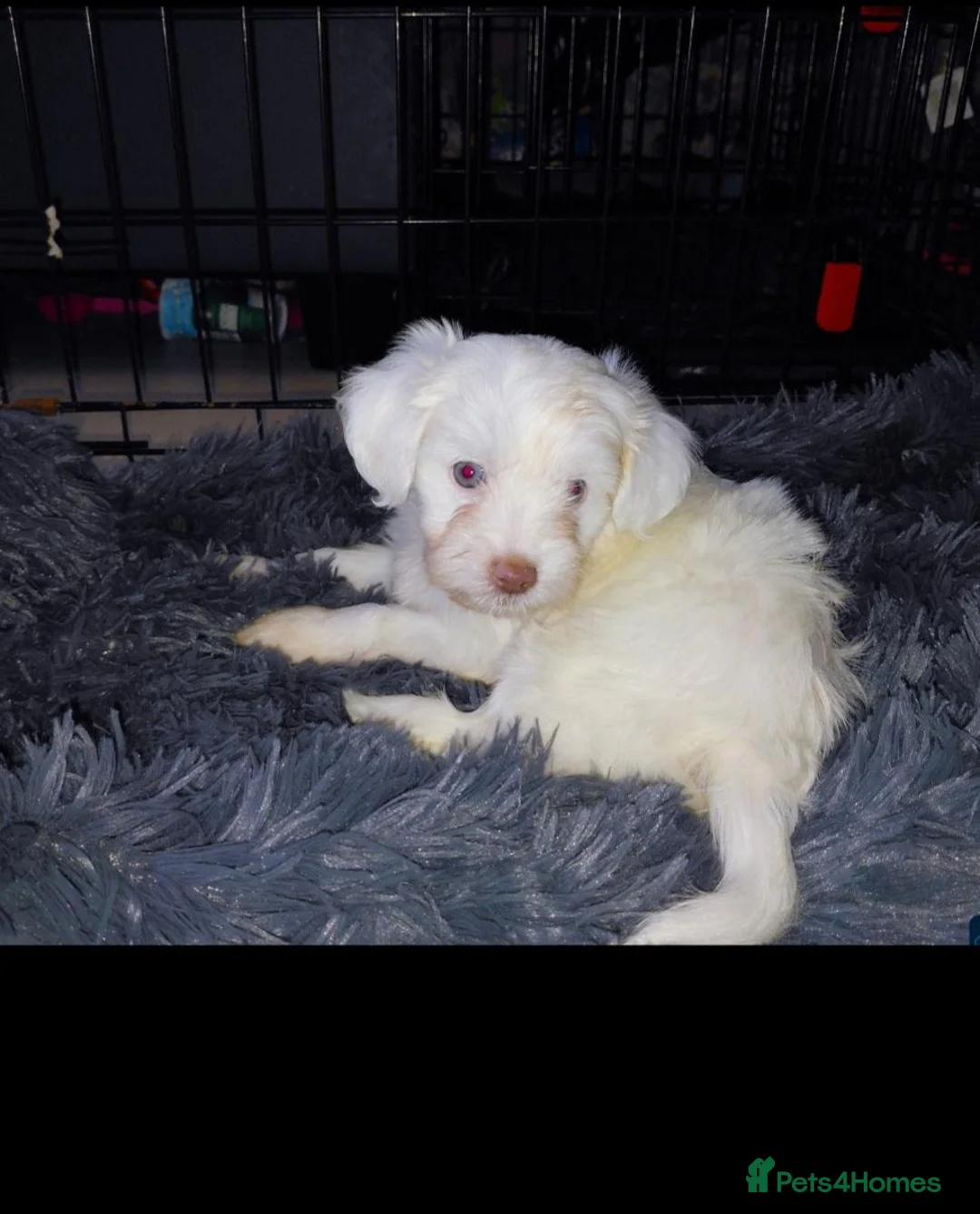 Mixed Breed dogs for sale: little poodle boy  - Advert 1