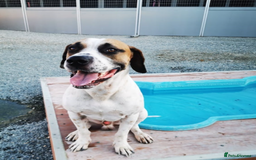 Pointer dogs for adoption: Jeffrey - gentle giant seeks forever cuddles! - Image 10